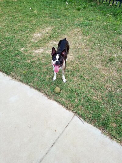 Dog Park - Houston, TX