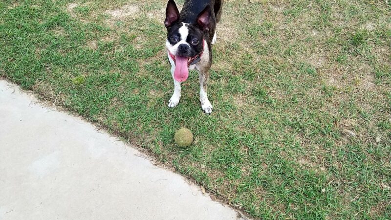 Dog Park - Houston, TX