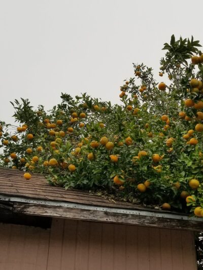 Freeway Manor Park - Houston, TX