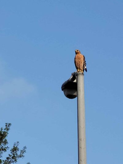 Hearthstone Park - Houston, TX