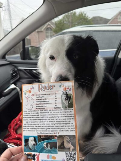 Houston Bark Park and Daycare - Houston, TX