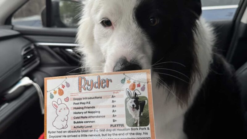 Houston Bark Park and Daycare - Houston, TX