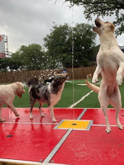 Houston Bark Park and Daycare - Houston, TX