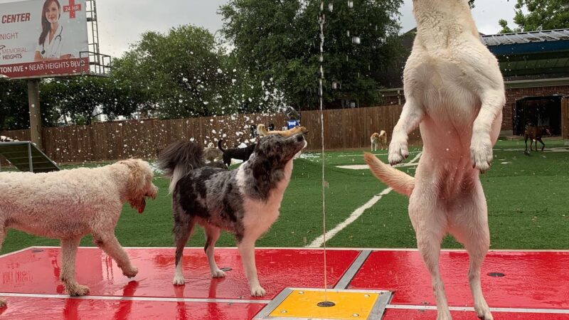 Houston Bark Park and Daycare - Houston, TX