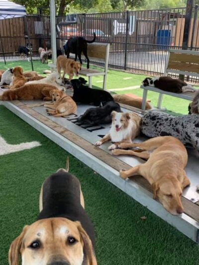 Houston Bark Park and Daycare - Houston, TX