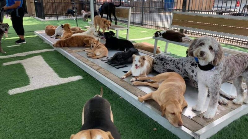 Houston Bark Park and Daycare - Houston, TX