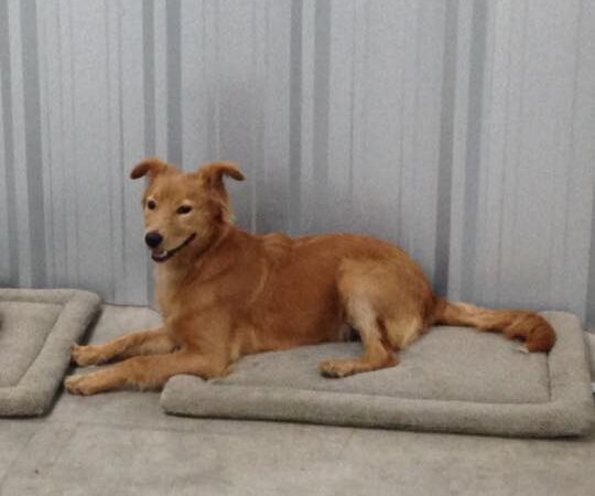 Houston Bark Park and Daycare - Houston, TX