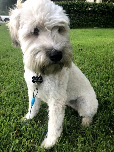 Houston Bark Park and Daycare - Houston, TX