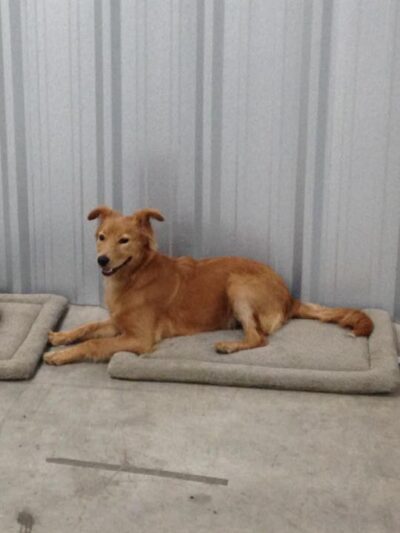 Houston Bark Park and Daycare - Houston, TX