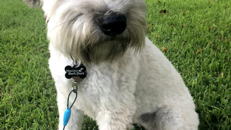 Houston Bark Park and Daycare - Houston, TX