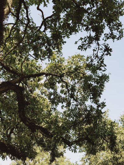 Mangum Manor Park - Houston, TX