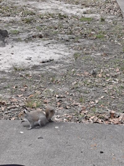 Mangum Manor Park - Houston, TX
