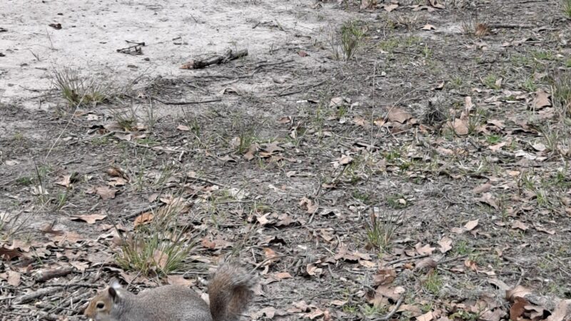 Mangum Manor Park - Houston, TX