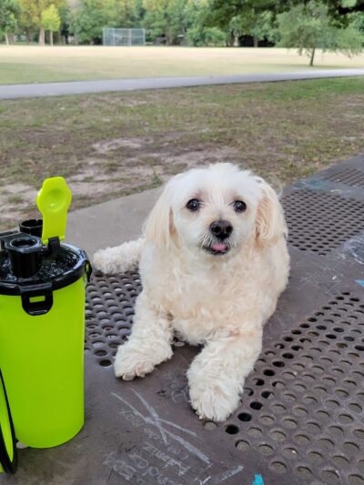 Mangum Manor Park - Houston, TX