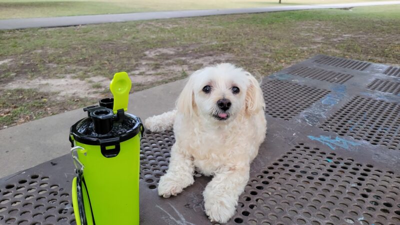 Mangum Manor Park - Houston, TX