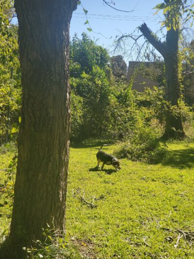 Robindell Dog Run - Houston, TX