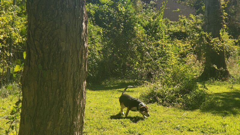 Robindell Dog Run - Houston, TX