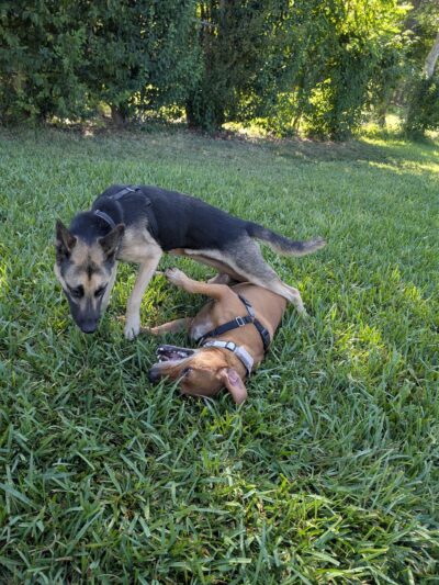 Robindell Dog Run - Houston, TX