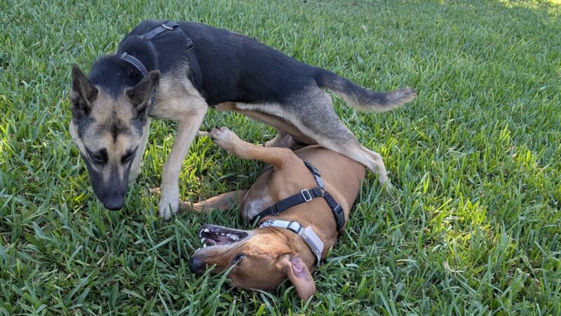 Robindell Dog Run - Houston, TX