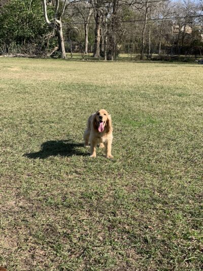 Robindell Dog Run - Houston, TX