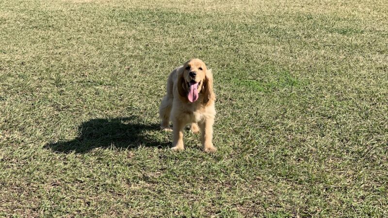 Robindell Dog Run - Houston, TX
