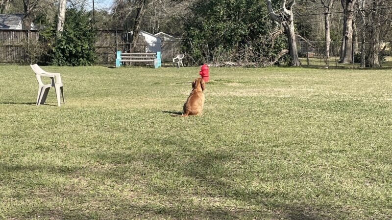Robindell Dog Run - Houston, TX
