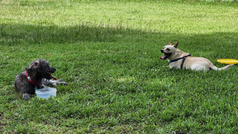 Robindell Dog Run - Houston, TX