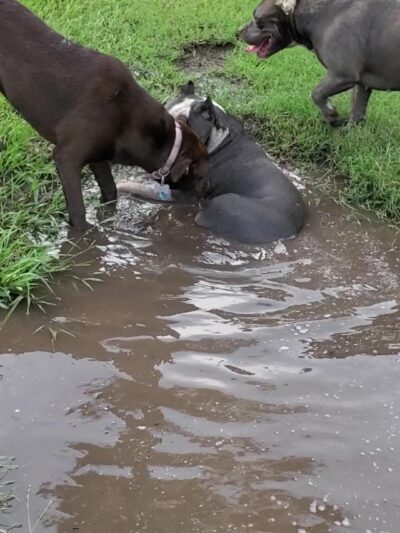 Small Dog Park - Houston, TX