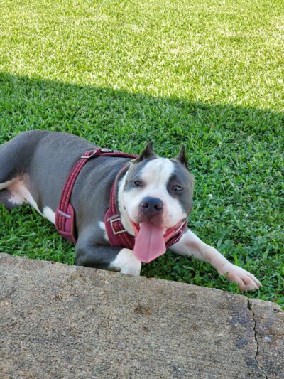 Small Dog Park - Houston, TX