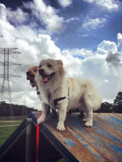 Small Dog Park - Houston, TX