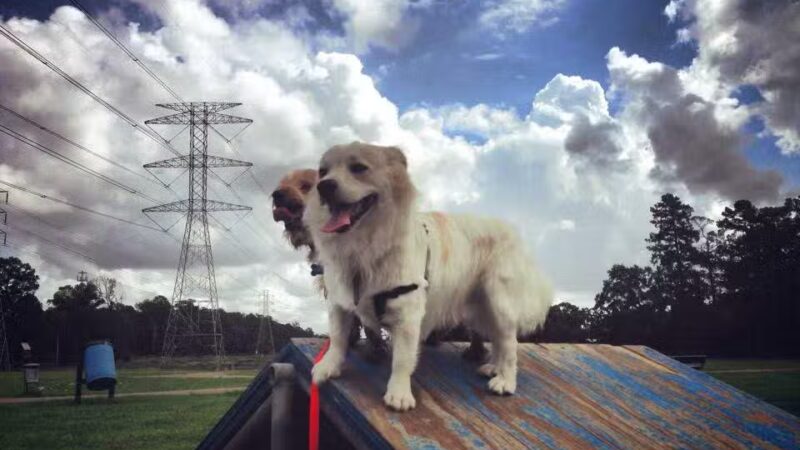 Small Dog Park - Houston, TX