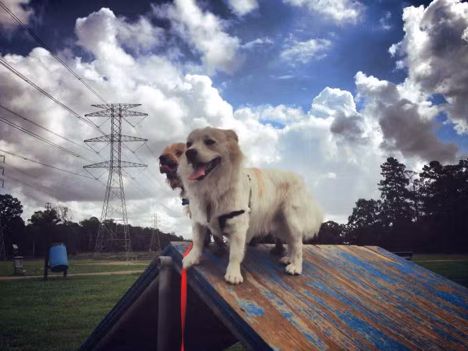 Small Dog Park - Houston, TX