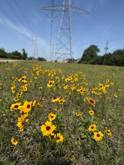 Spring Branch Trail - Houston, TX