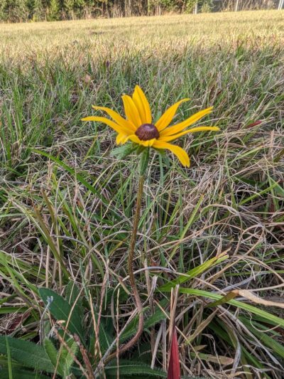 Spring Branch Trail - Houston, TX