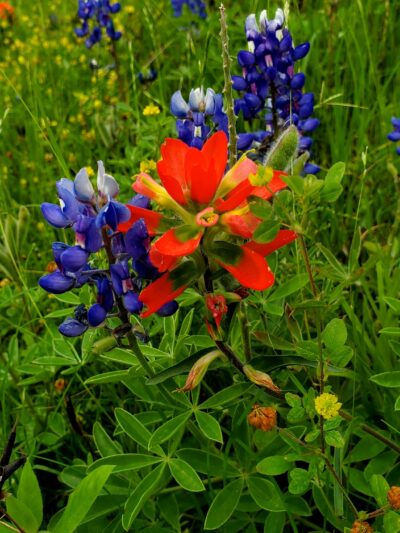 T.C.Jester Park - Houston, TX