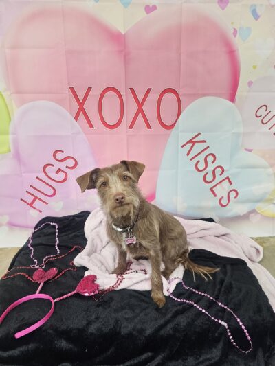 Wag'n World - Houston, TX