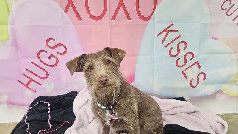 Wag'n World - Houston, TX