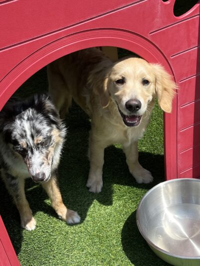 Wag'n World - Houston, TX