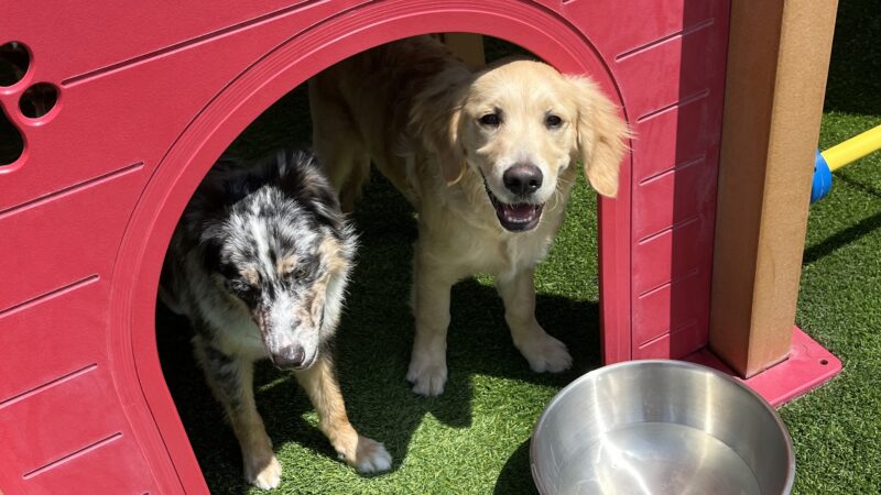 Wag'n World - Houston, TX
