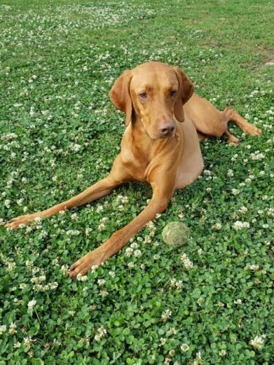 Wagner Park - Houston, TX