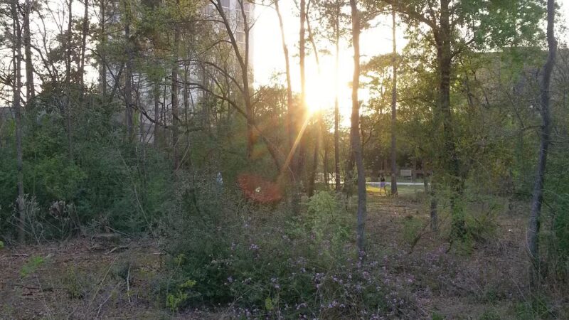Wiess Park - Houston, TX