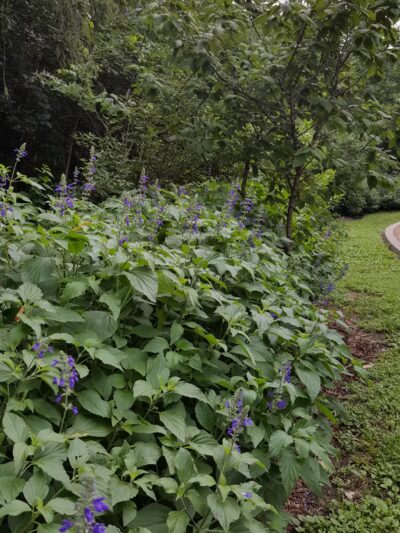 Wiess Park - Houston, TX