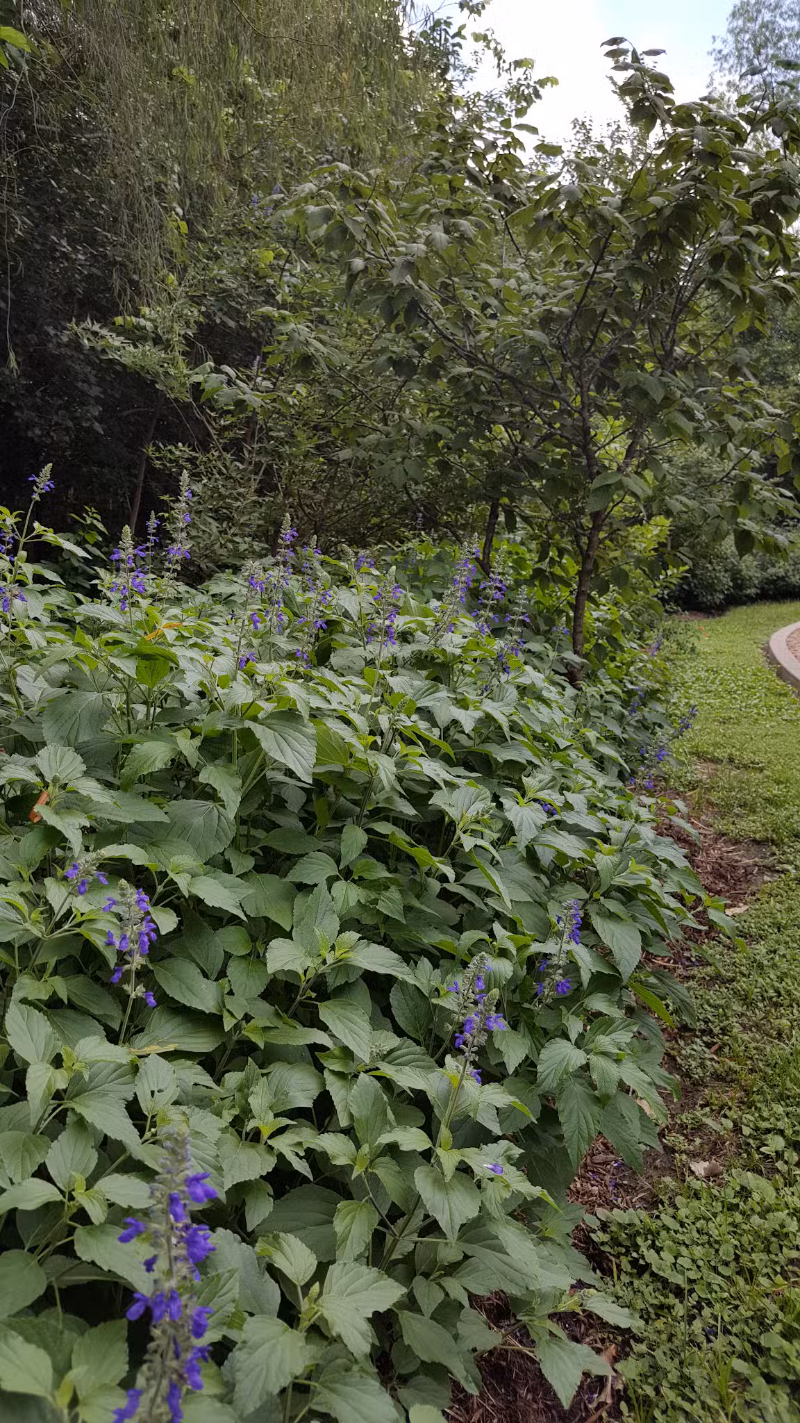 Wiess Park - Houston, TX