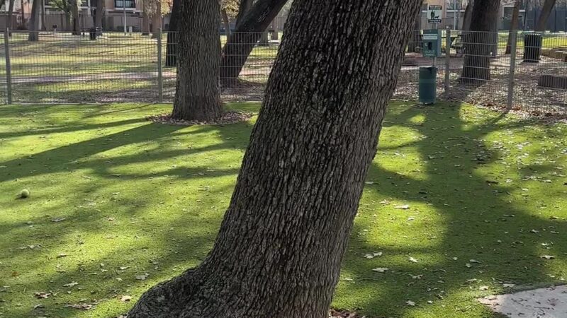 Woodlake Dog Park - Houston, TX