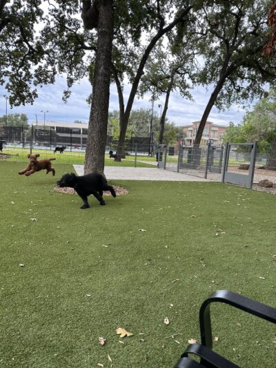 Woodlake Dog Park - Houston, TX