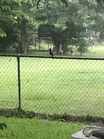 Bicentennial Park - Howe, TX