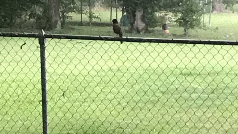 Bicentennial Park - Howe, TX