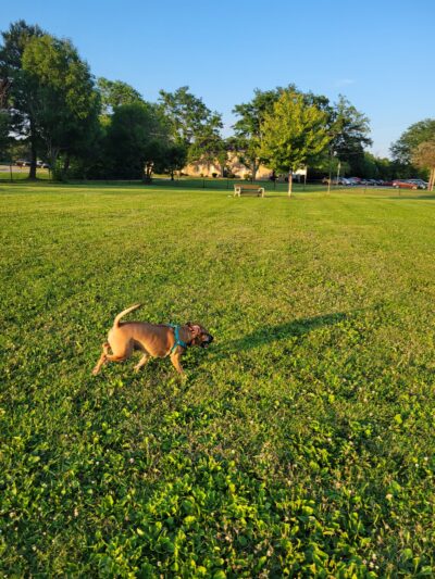 Countryside Veterinary Dog Park - Howell, MI