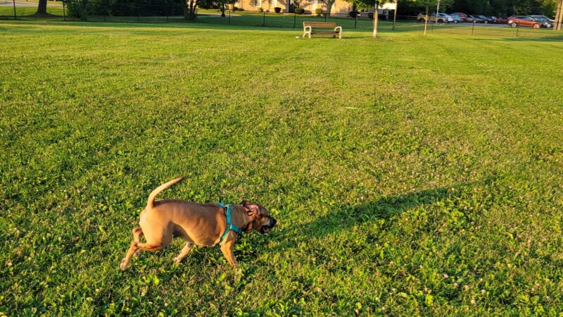 Countryside Veterinary Dog Park - Howell, MI