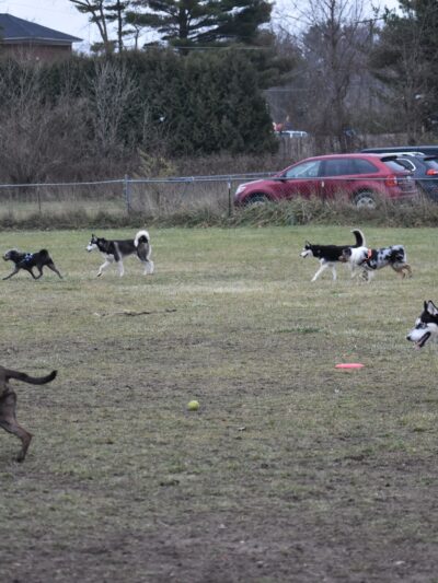 EZDogPark - Howell, MI